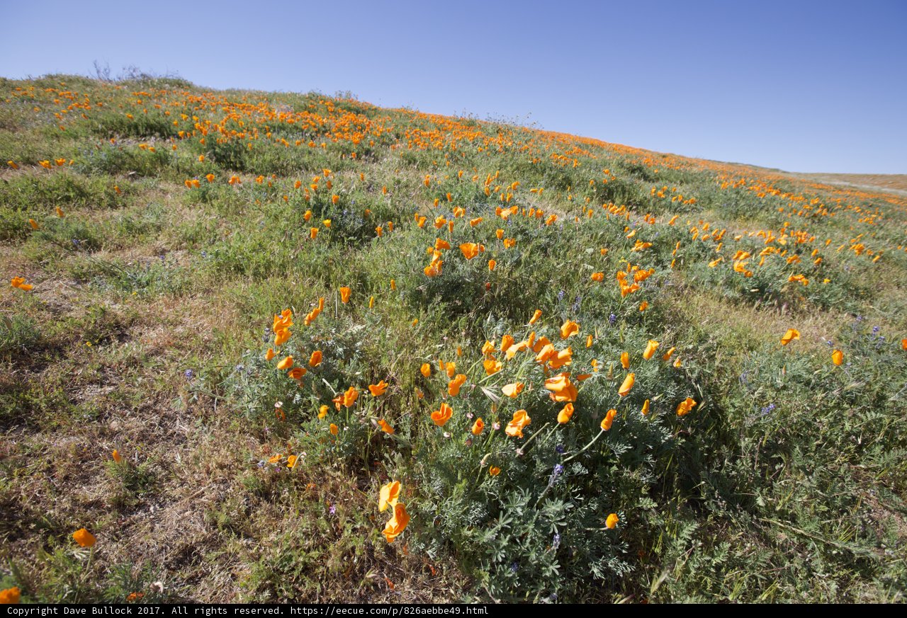 Blooming Hillside