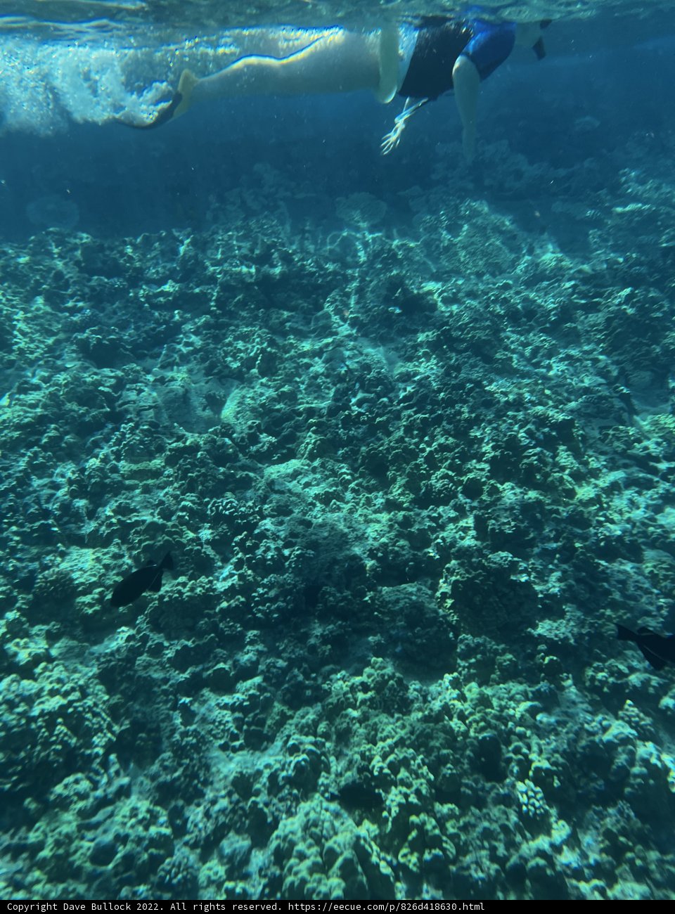 Exploring the Coral Reefs