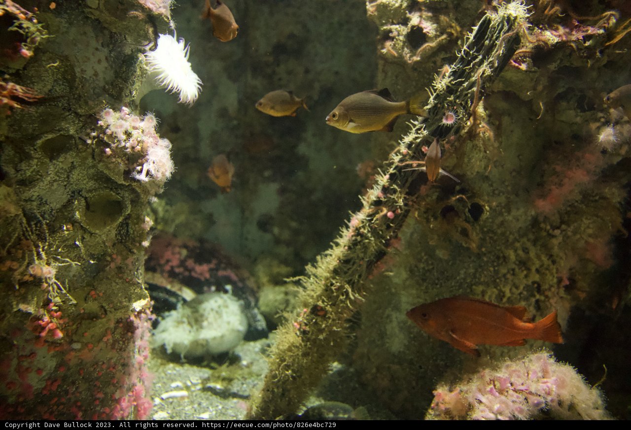 Aquatic Ballet in the Depths