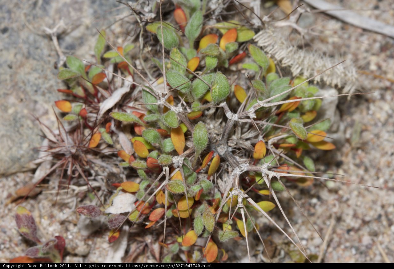 Vibrant Foliage of a Small Plant