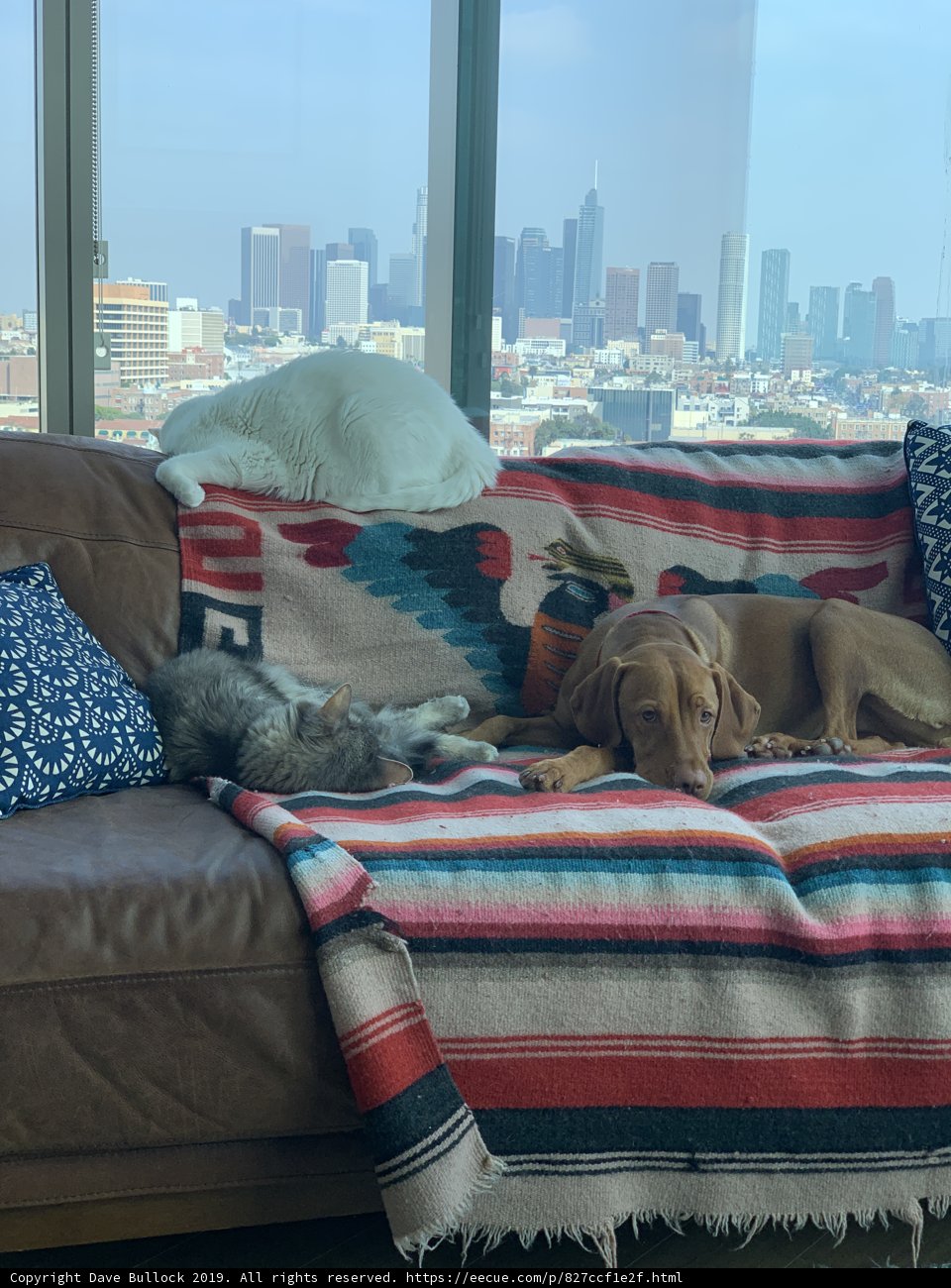 Cityscape Snuggles