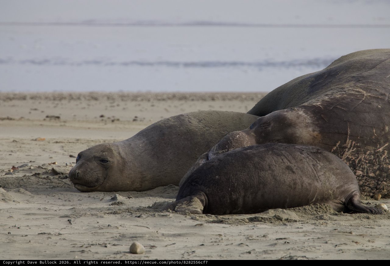 Northern Elephant Seals Resting on Drakes Beach