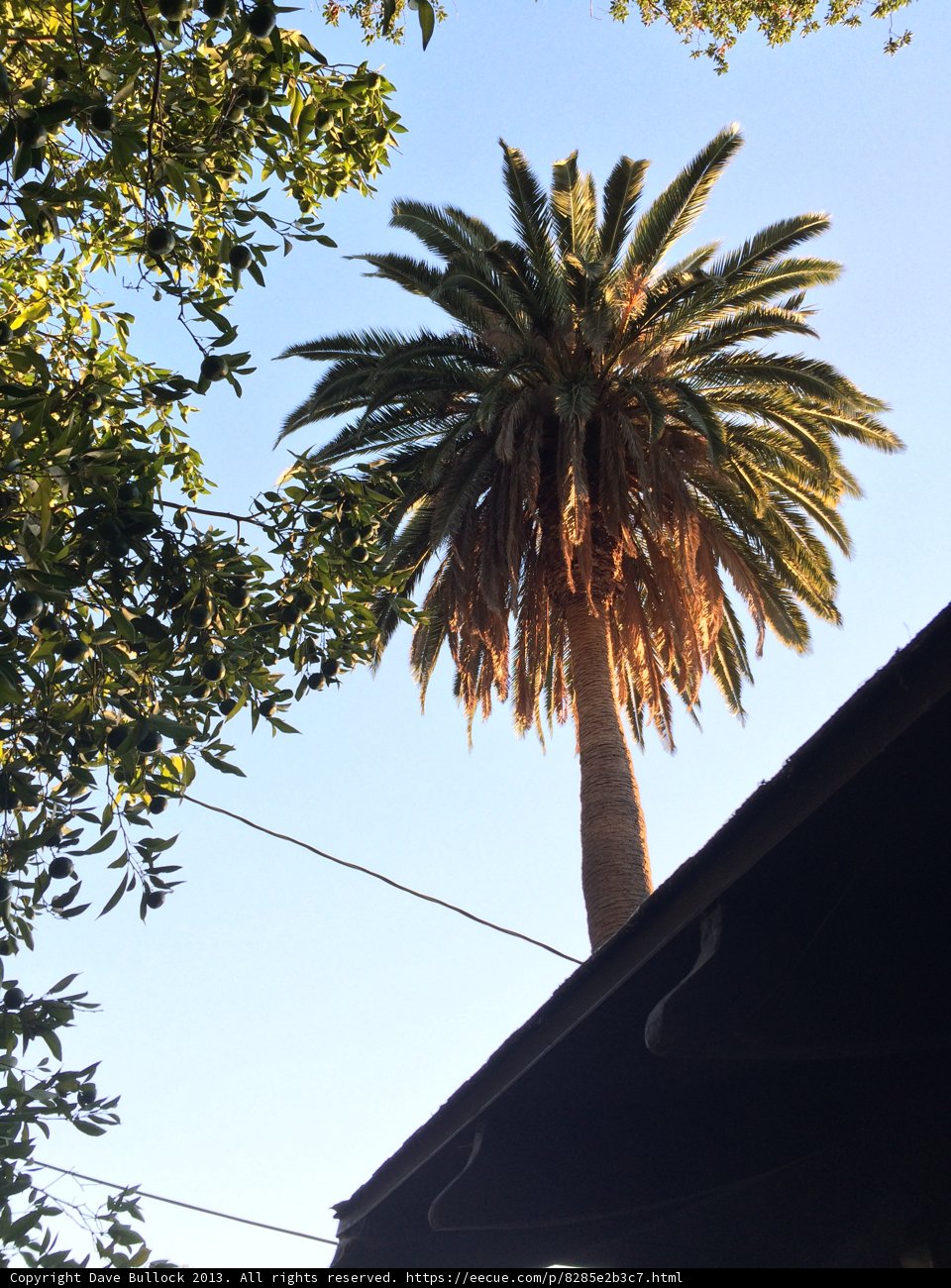 Majestic Palm Tree Stands Tall Under Clear Blue Skies