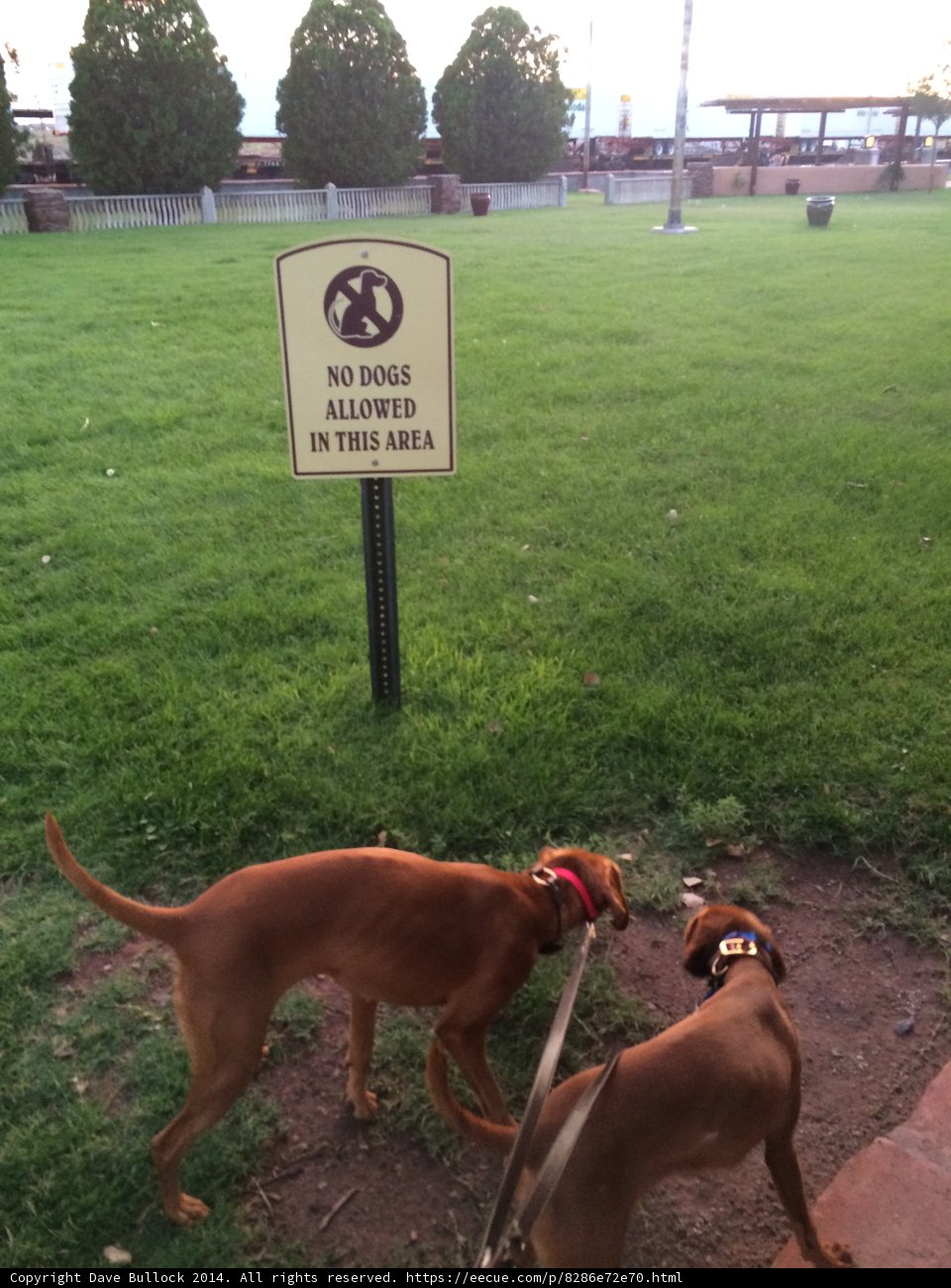 Walking Dogs in the Park