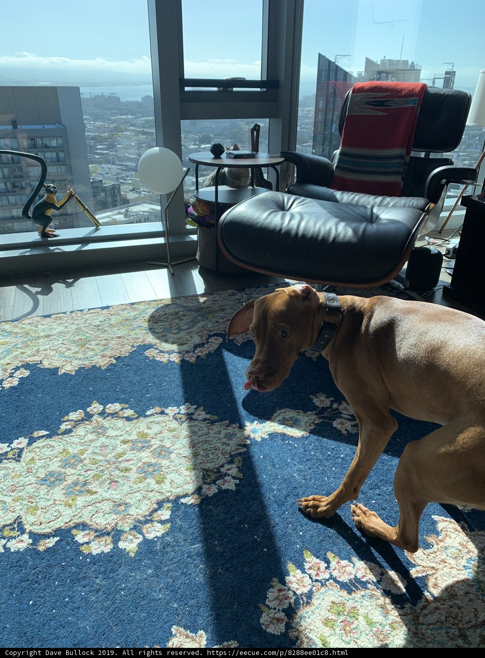 Paws on the Plush Rug