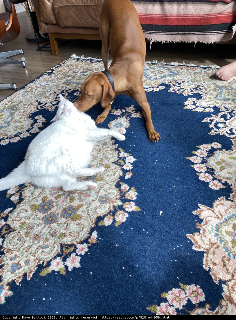 Furry Friends Rug Fun