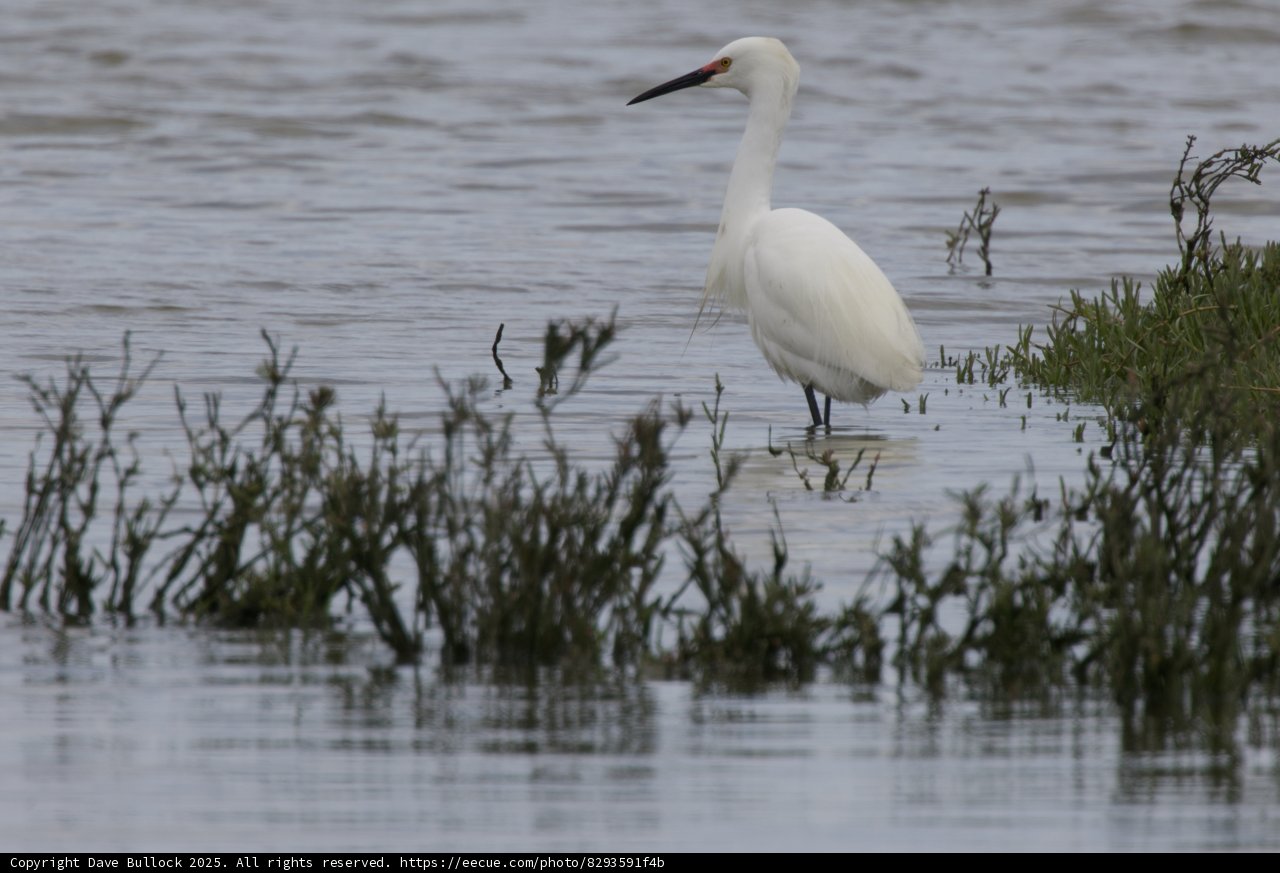 Graceful Sentinel of the Wetlands
