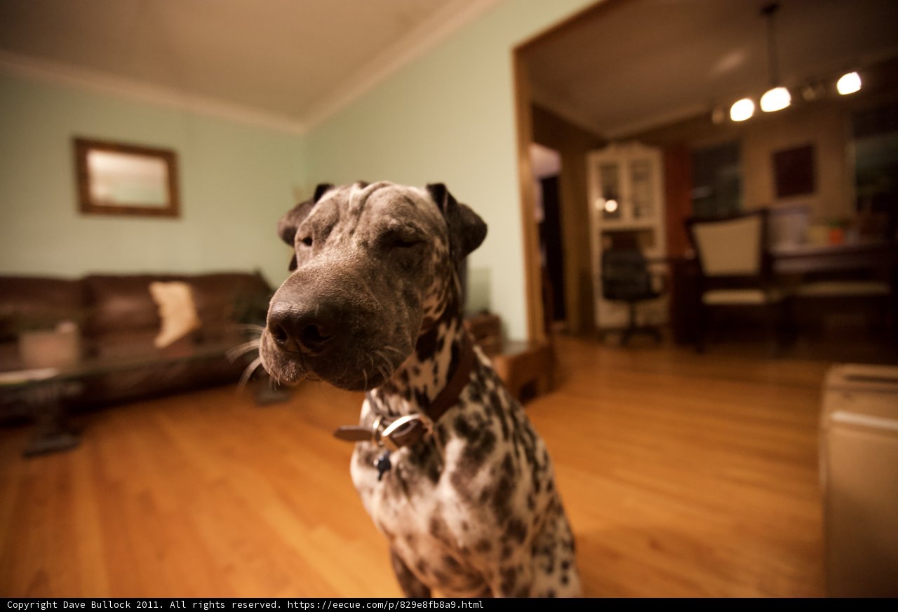 Hardwood Hound