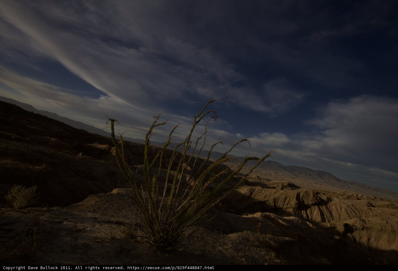 Desert Cactus Under a Moody Sky