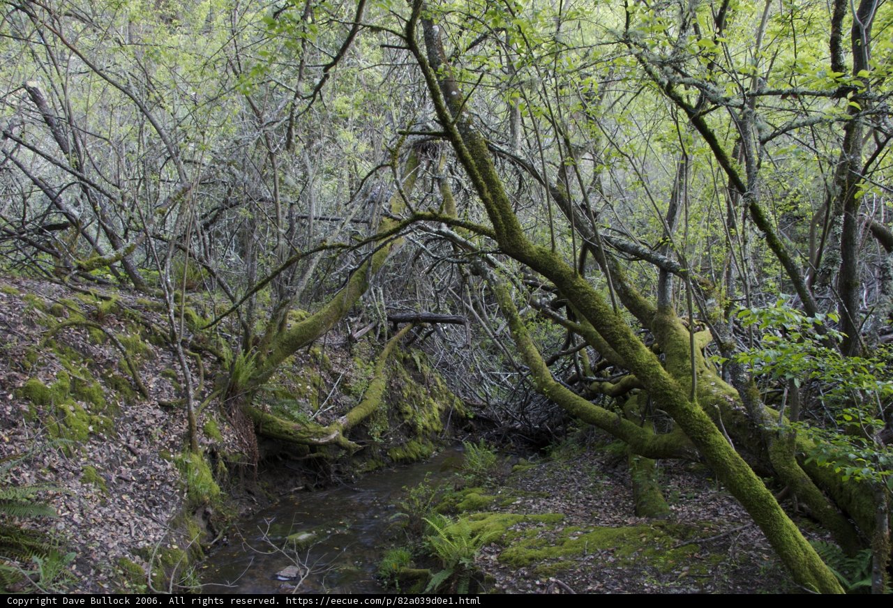 Serene Stream in the Forest