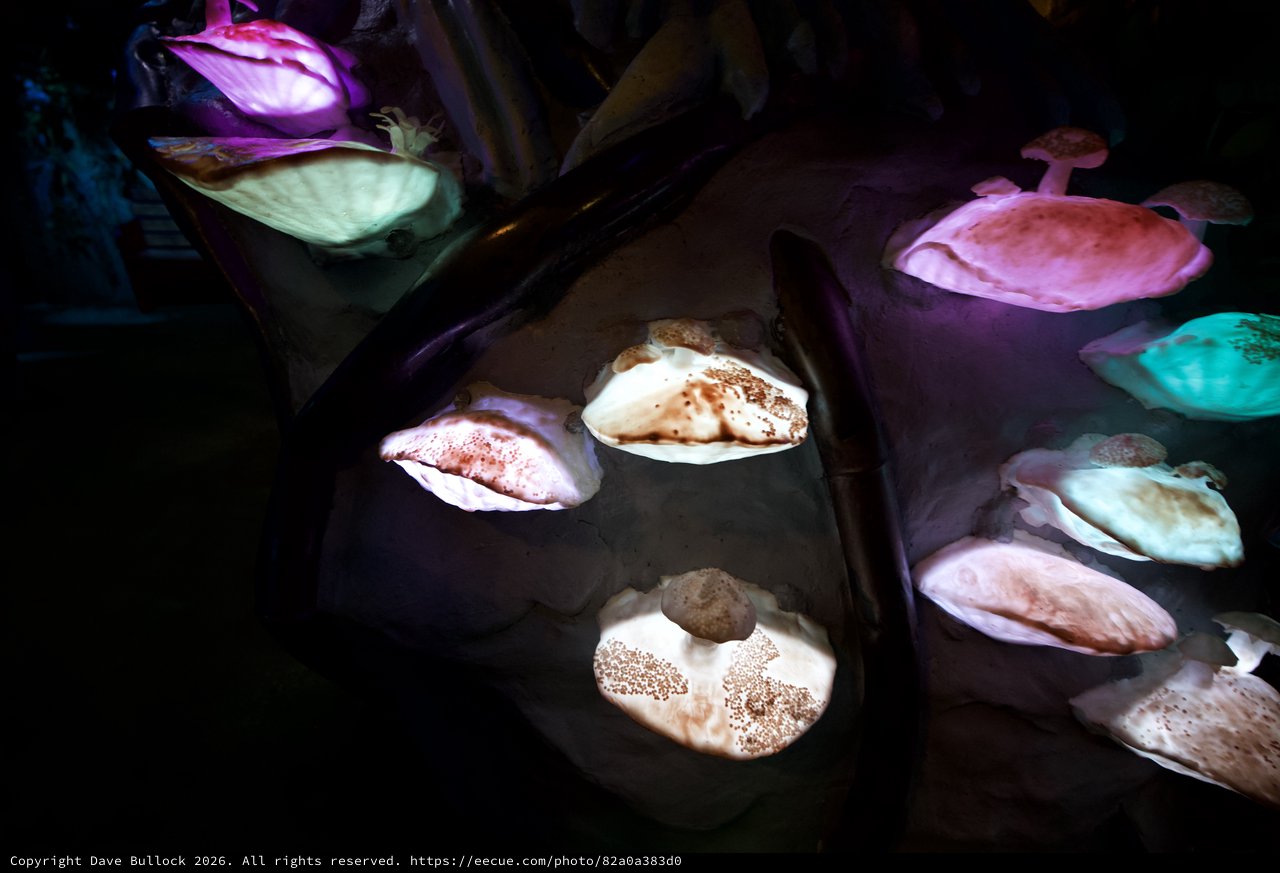 Illuminated Seashell Display in Darkened Museum Setting