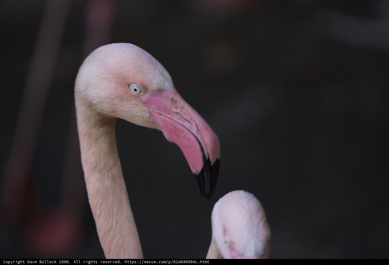 Two Flamingos