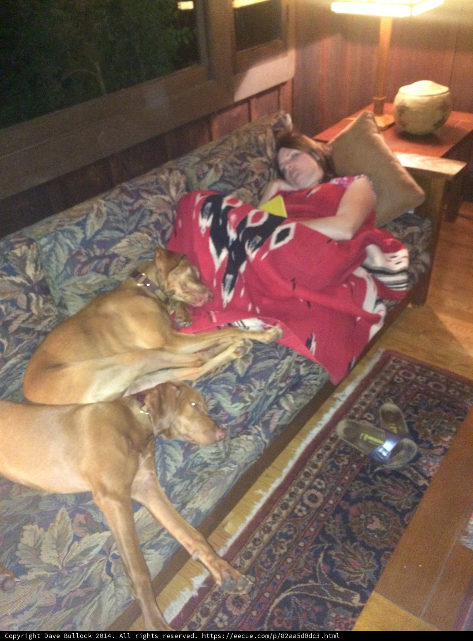 Lazy Afternoon with the Pups