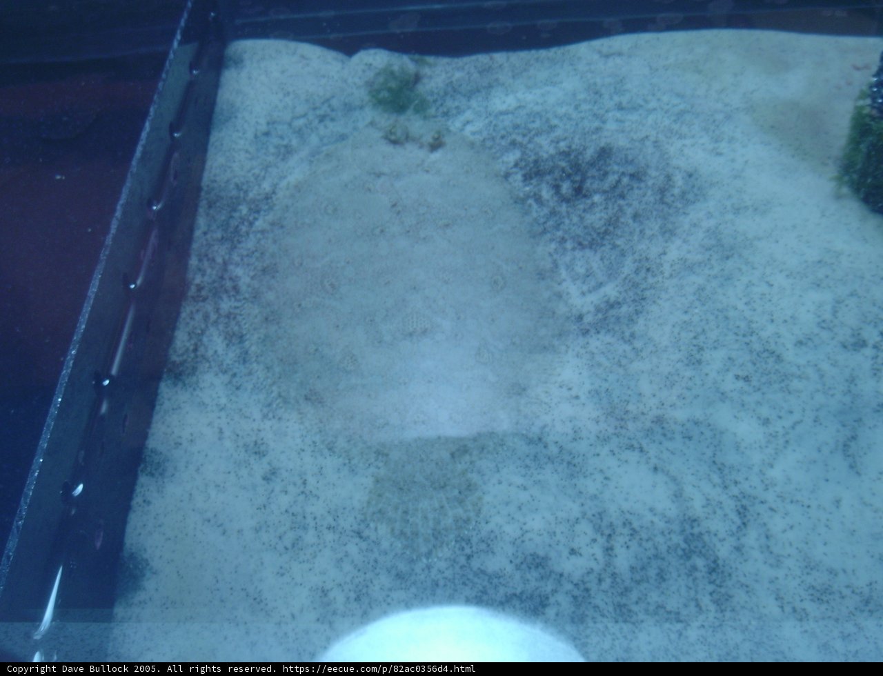Serenity in a Tank