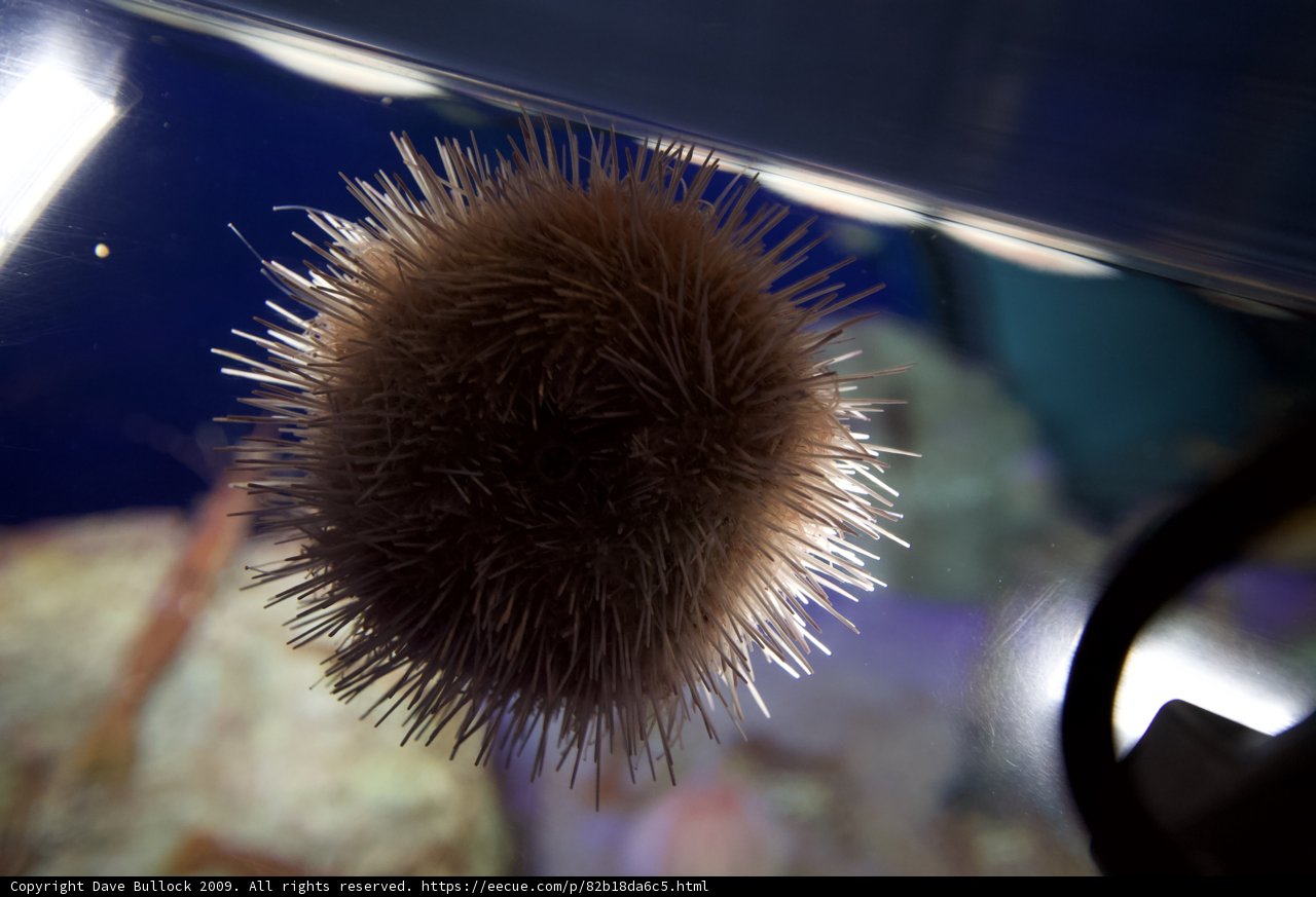 Spiky Sea Creature