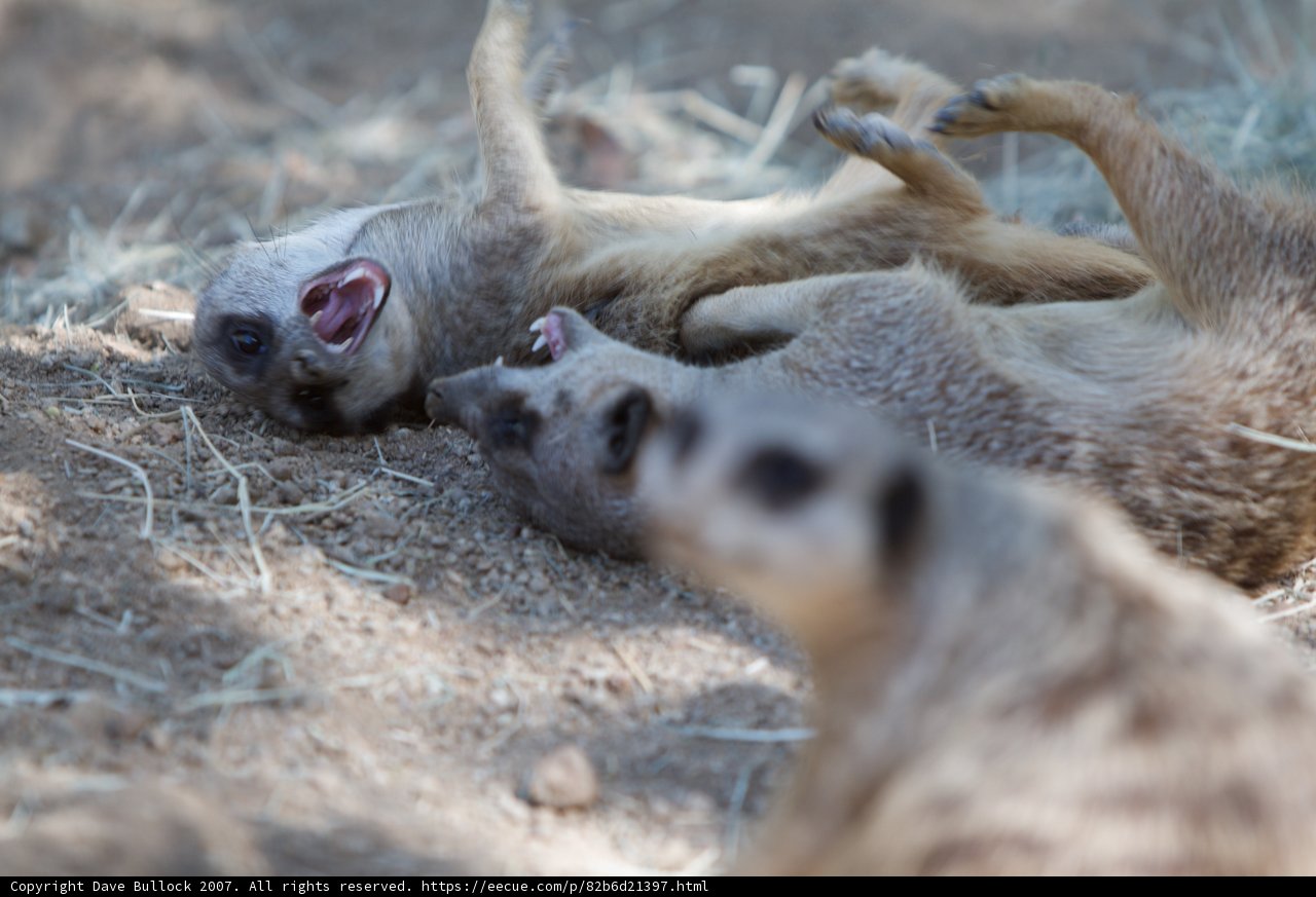 Playtime in the Dirt