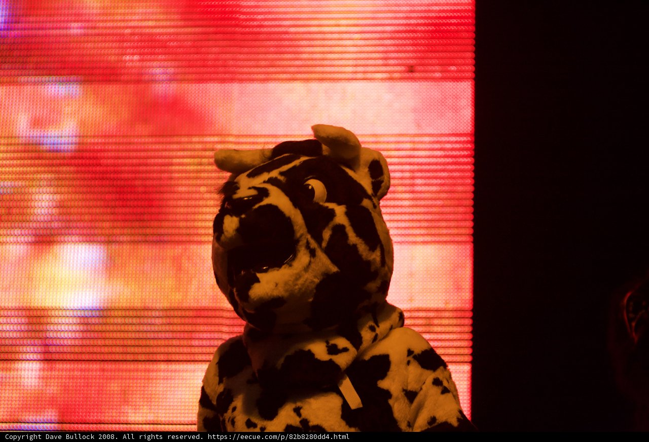 Cow-Man takes the Stage at Coachella