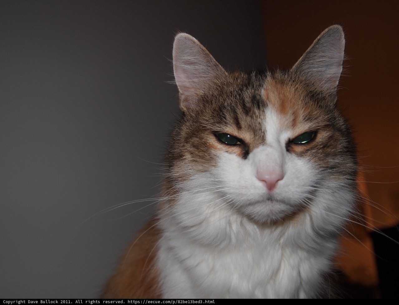 Serious Cat