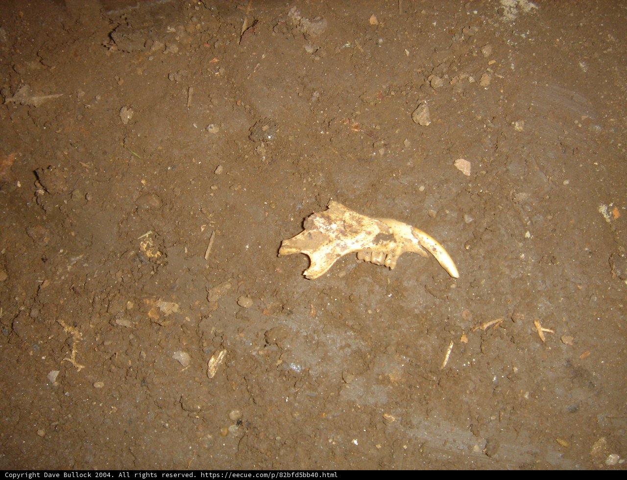 Fossil Find