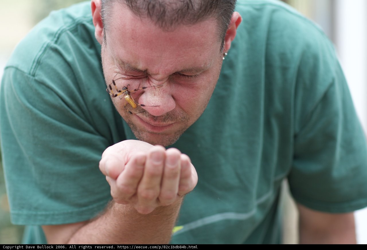 Bug on a Face