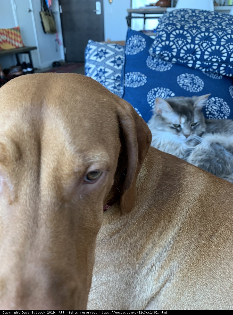 Furry Friends Snuggle Up