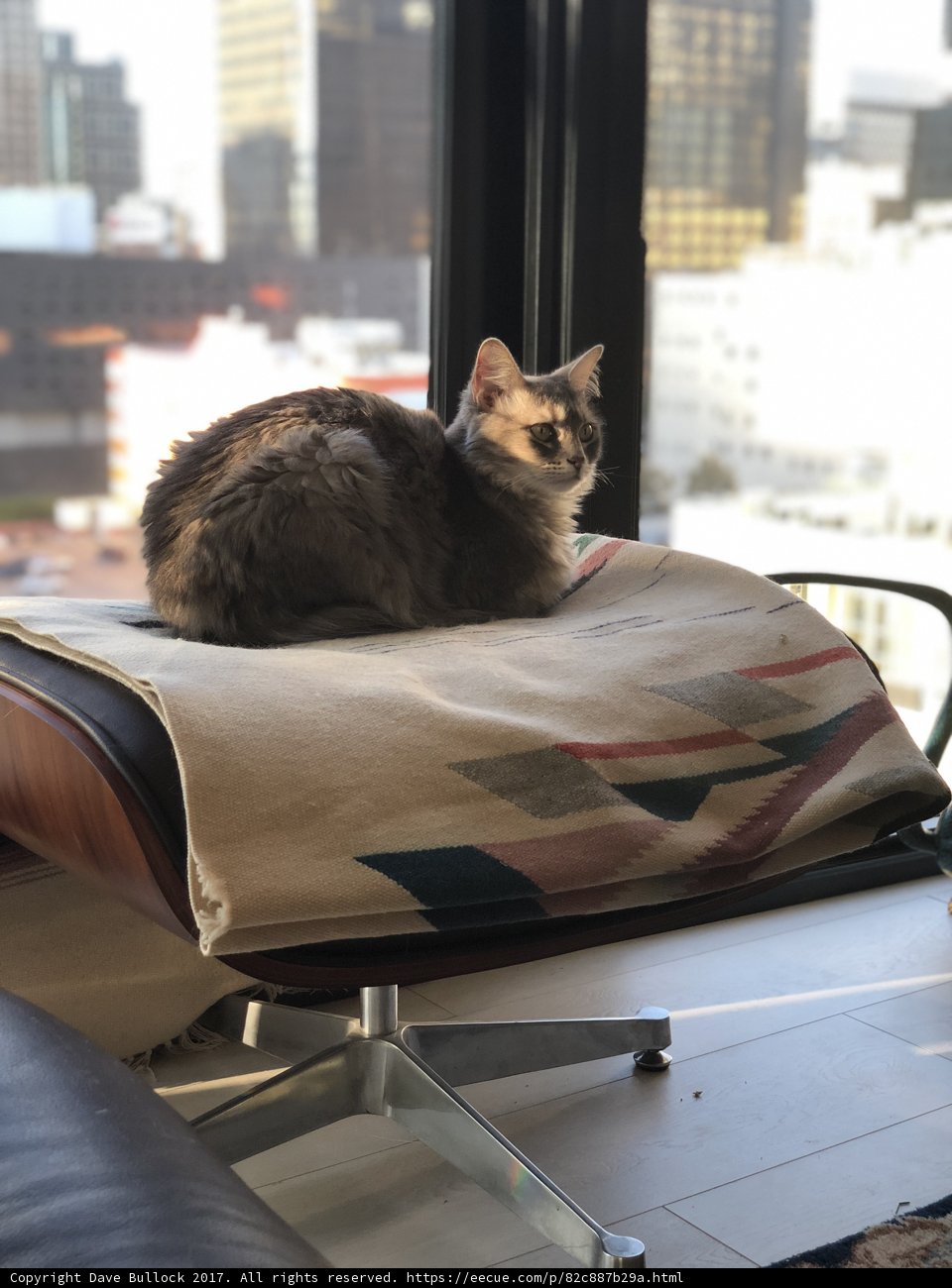 Comfortable Feline in a Cozy Corner