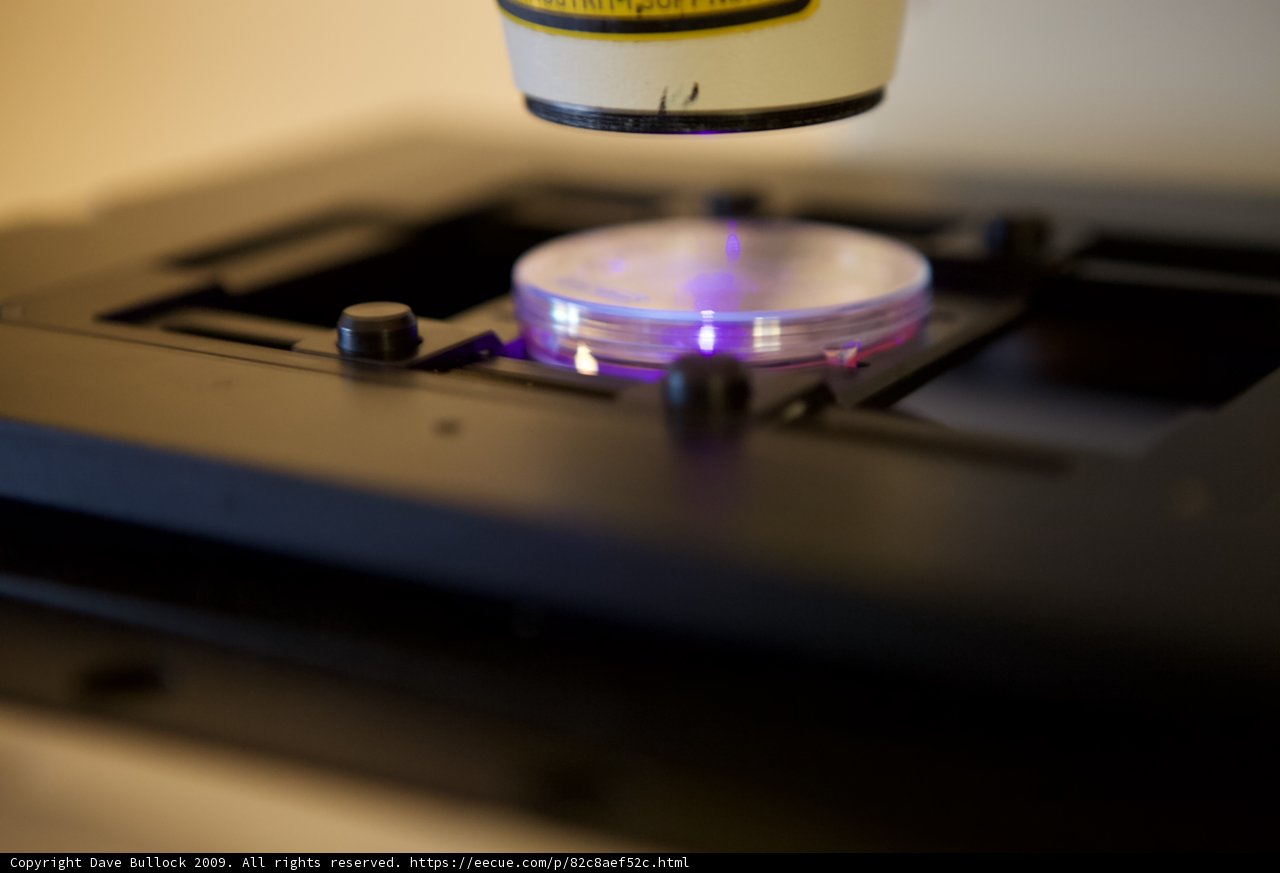 Microscopic View