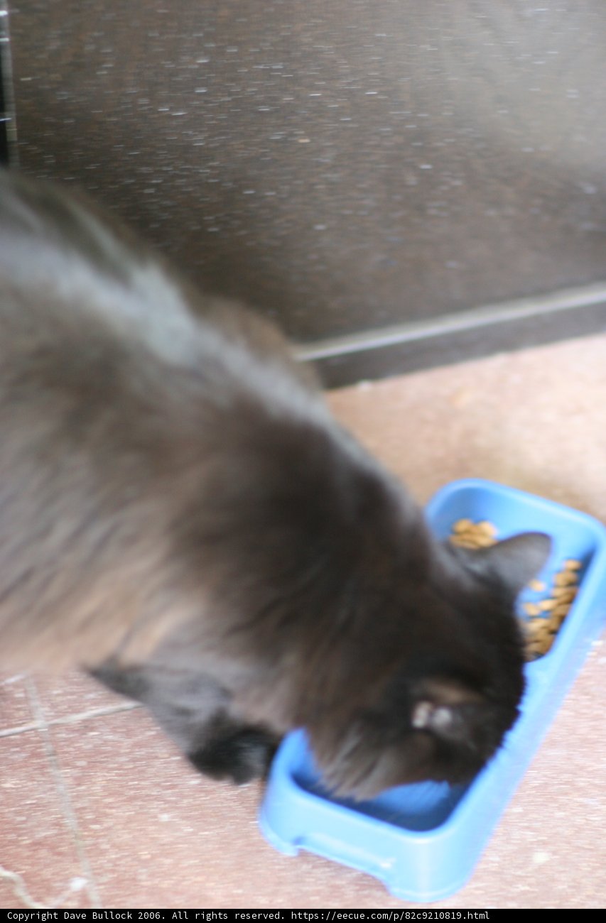 Lunch Time for the Furry Friend