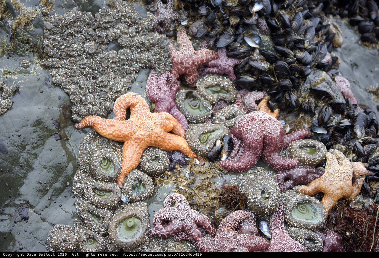 Colorful Sea Stars and Mussels in Tidal Pool