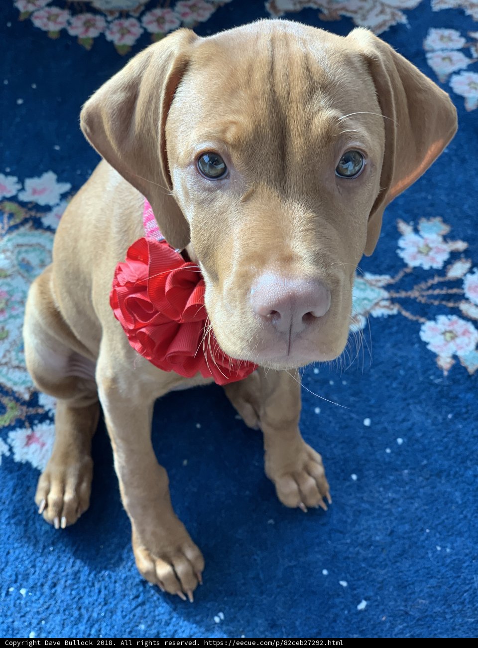 A Pup in Bloom