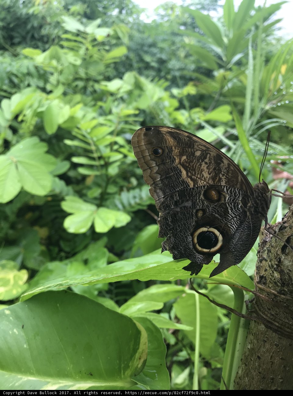Delightful Butterfly with Enchanting Eyes