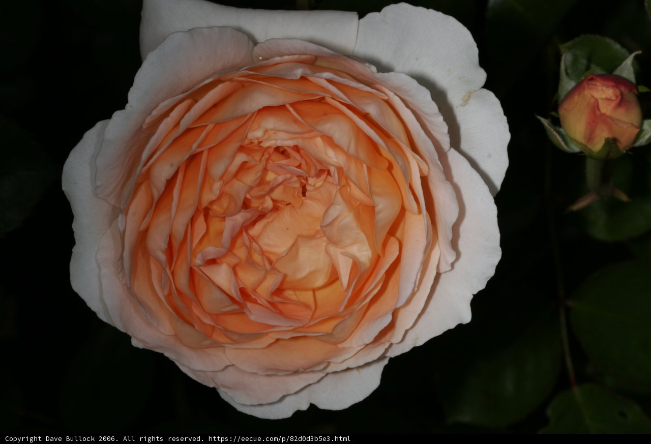 Orange and White Beauty