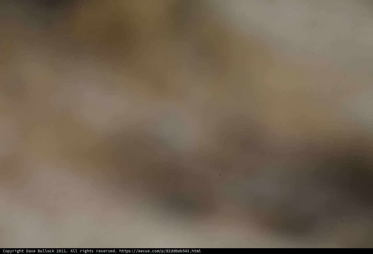 Blurry Bird in Flight