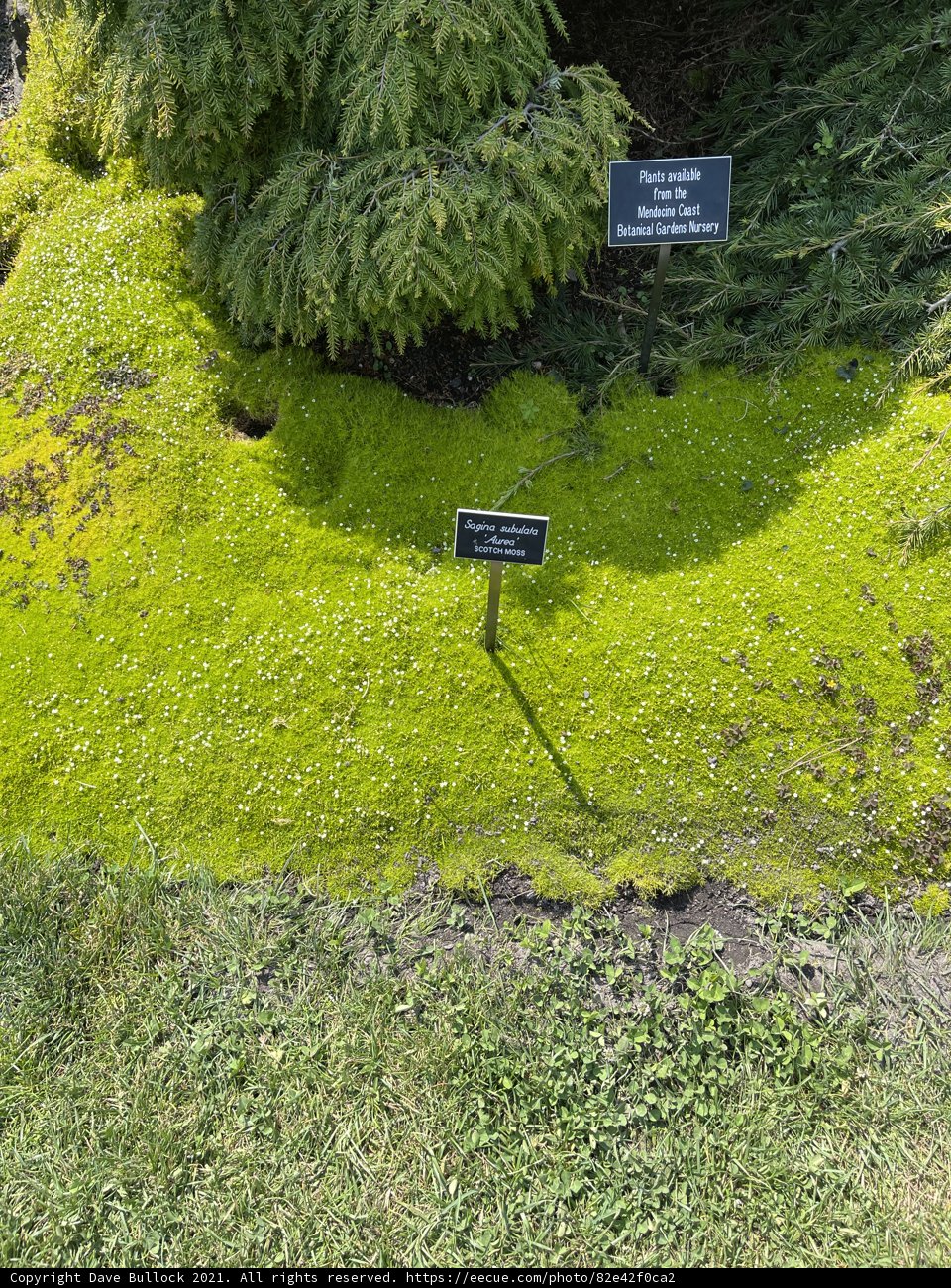 No Trespassing in the Greenery