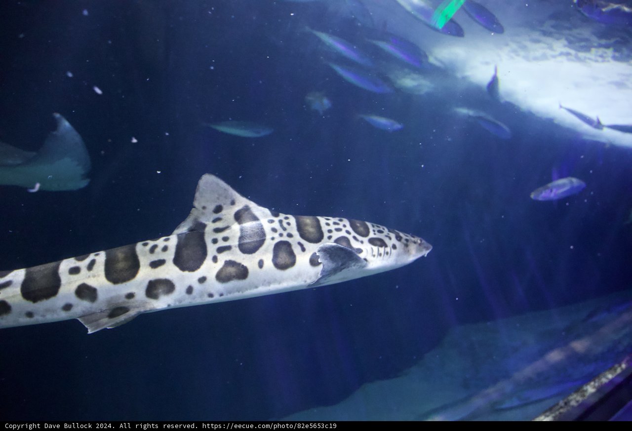 Underwater Majesty at the Aquarium of the Bay