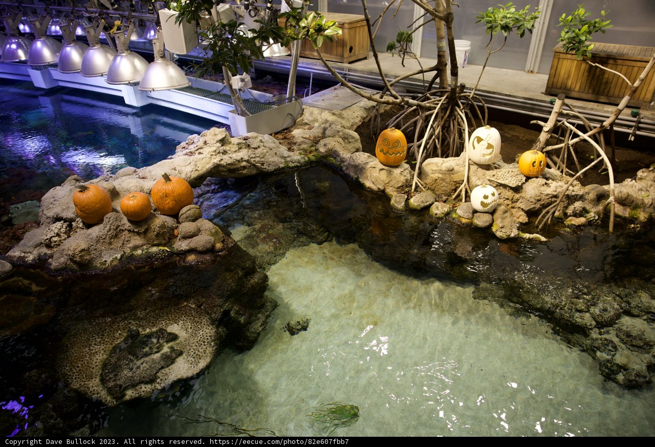 Pumpkin Floats in Autumn