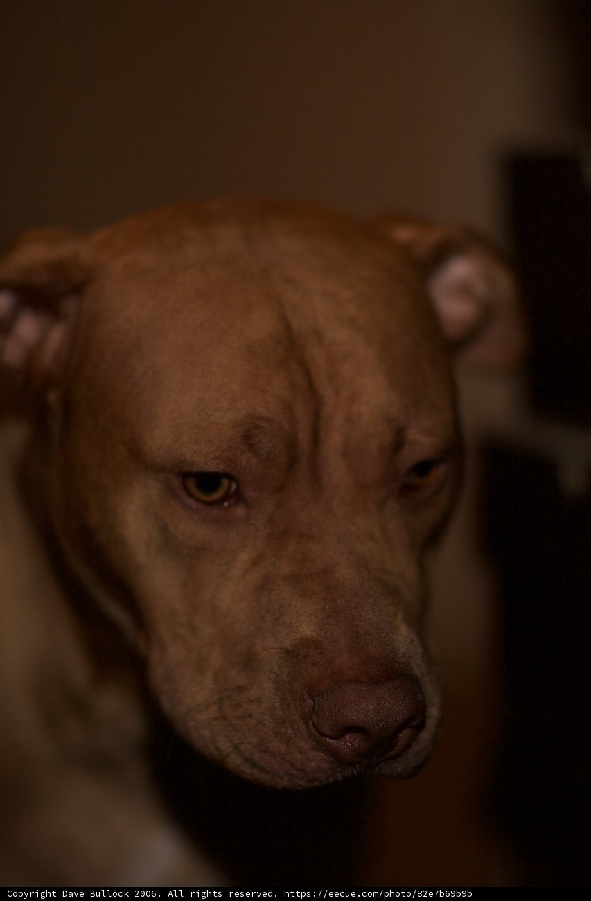 Canine Curiosity