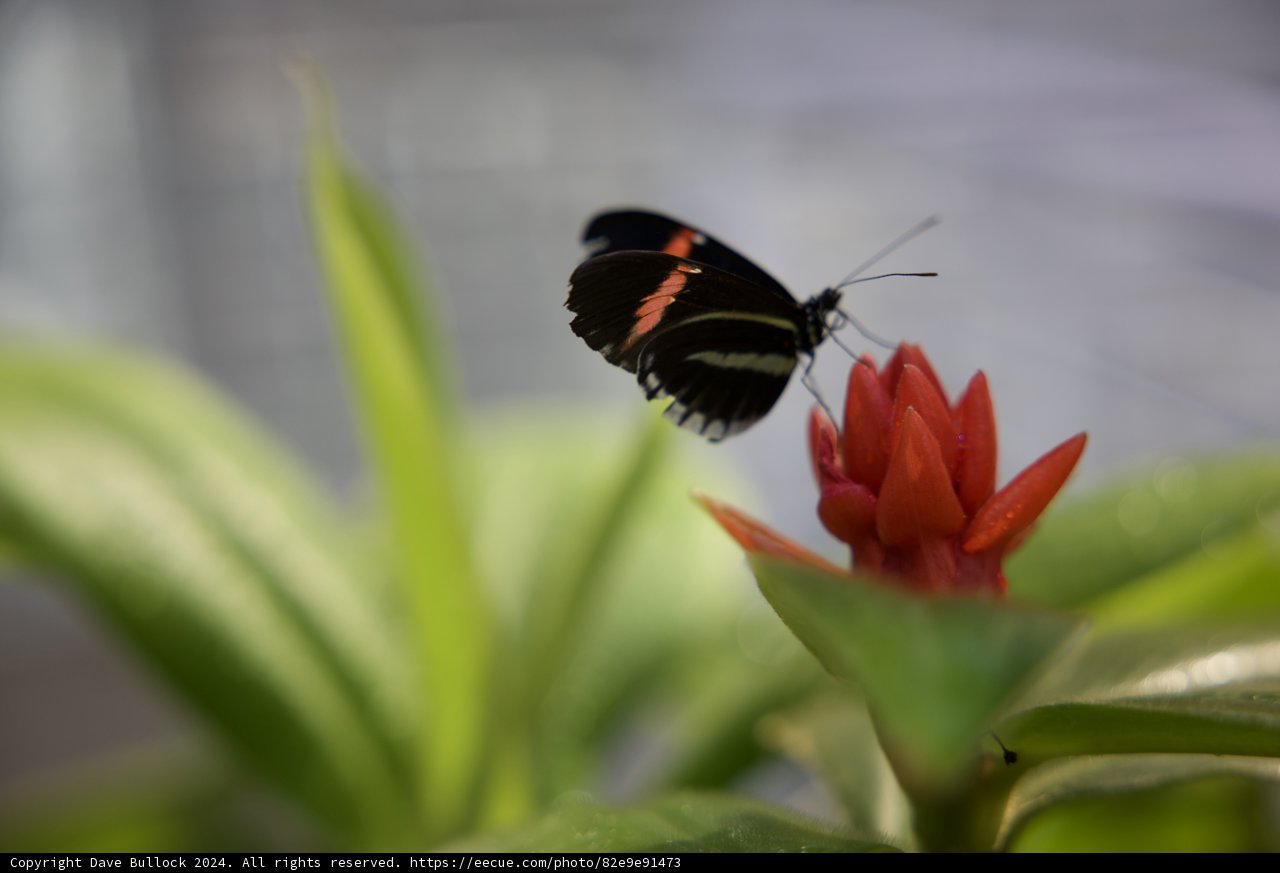 A Delicate Dance: Butterfly meets Geranium, 2024