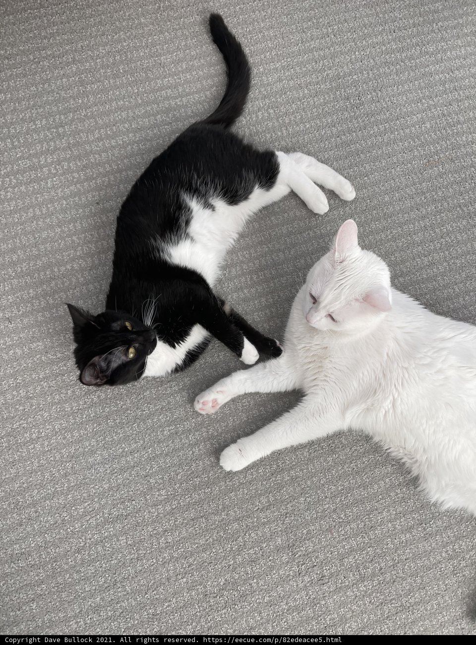 Feline Friends