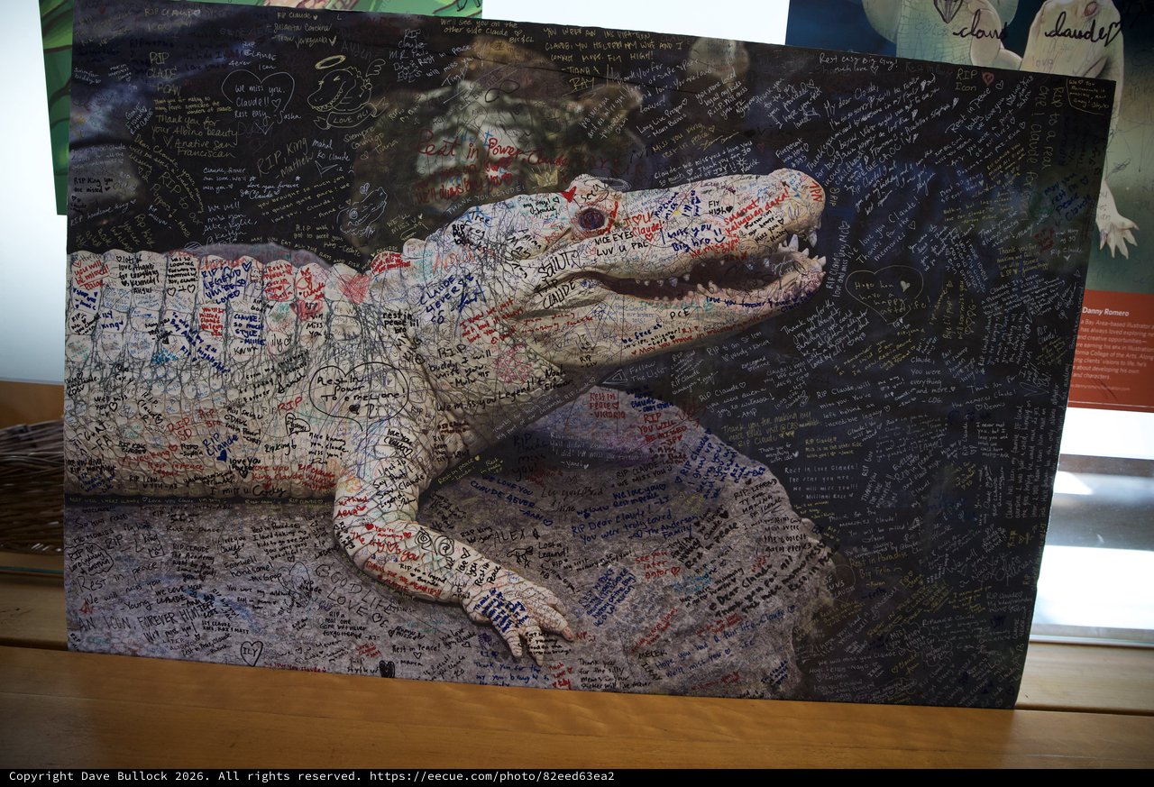 Memorial Alligator Art Installation Covered in Handwritten Messages
