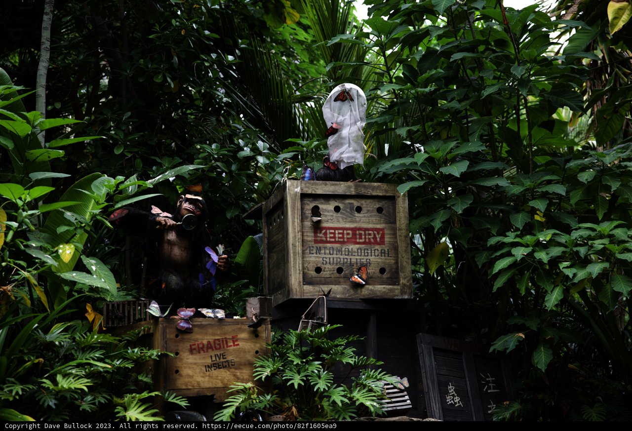 A Mischievous Encounter in the Jungle