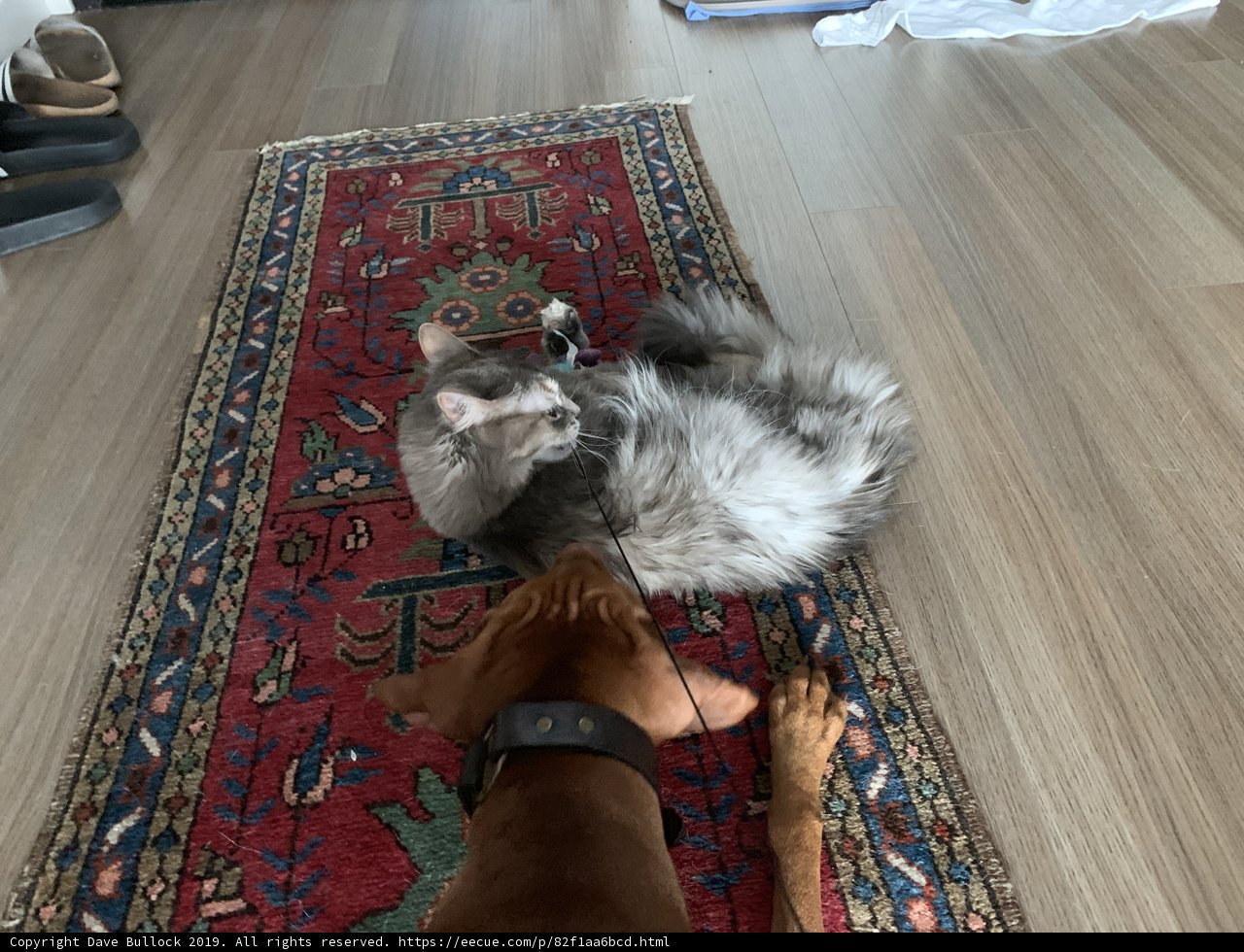 Furry Friends on Hardwood Flooring
