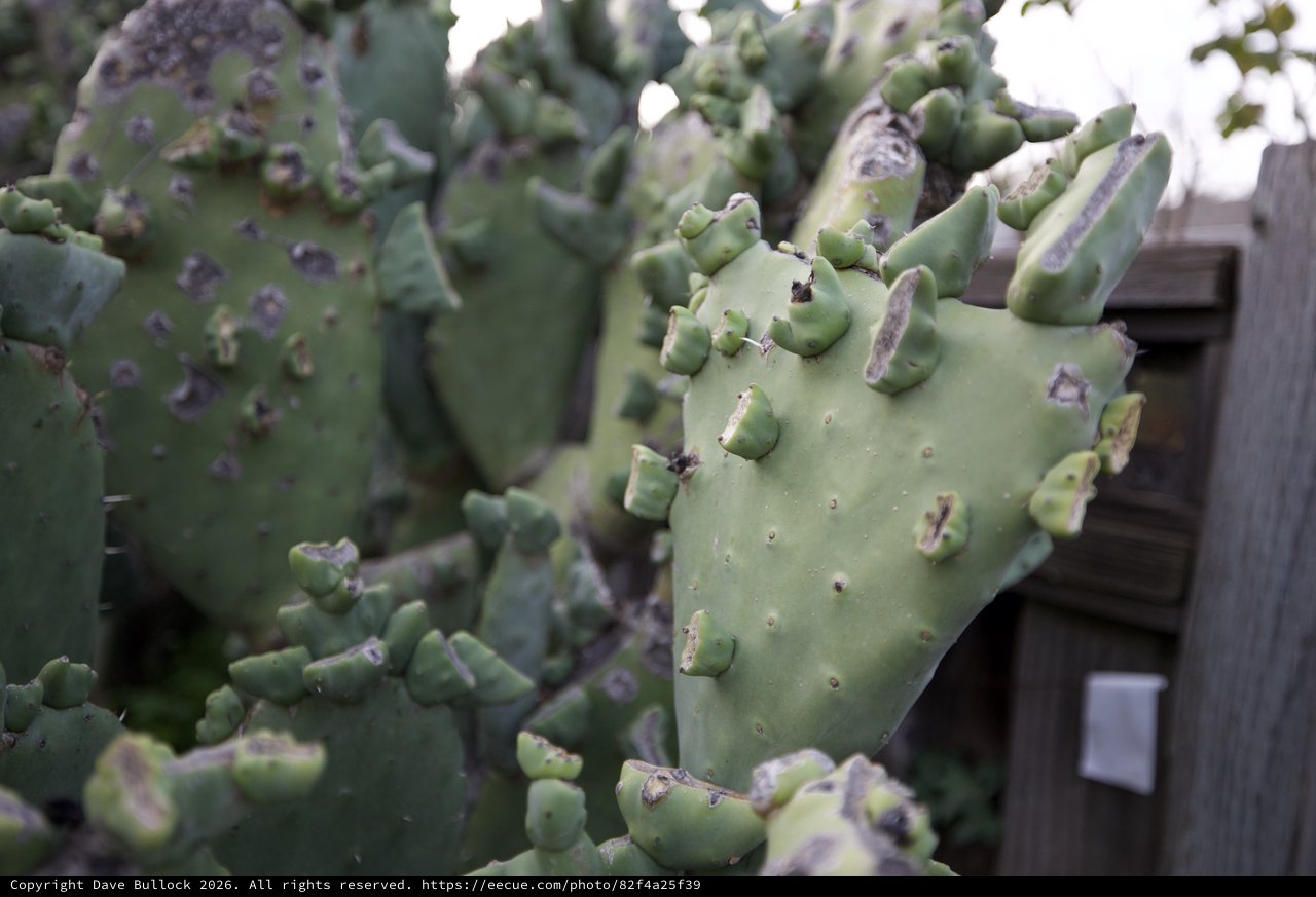 Prickly Pear Cactus Pad Close-Up with Fence