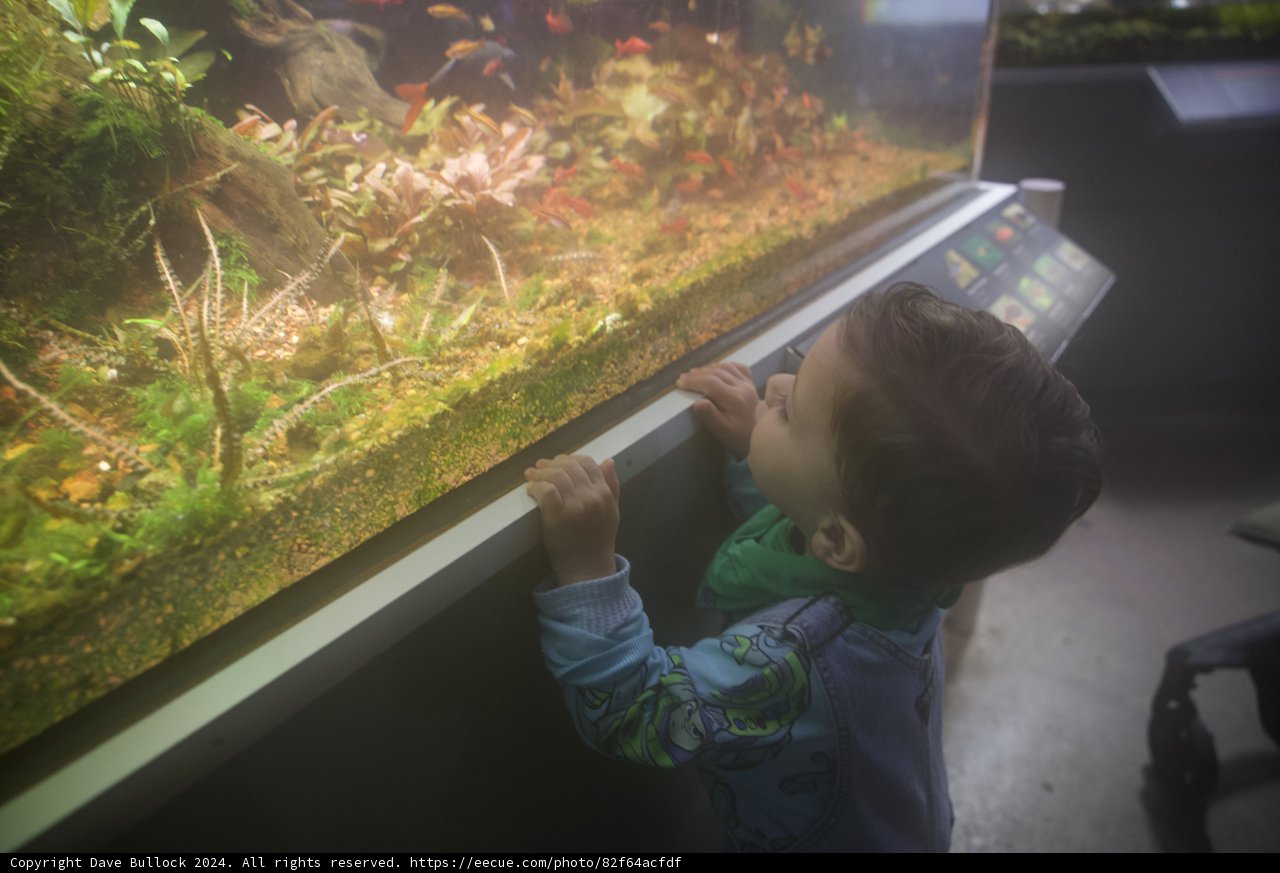 Curiosity Unleashed: Marine Exploration at the California Academy of Sciences