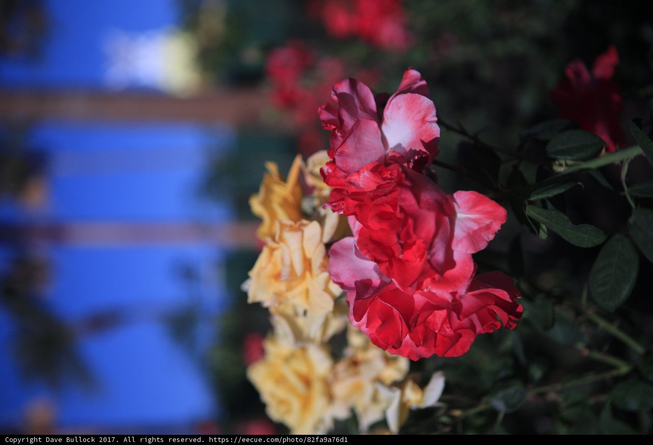 Desert Roses
