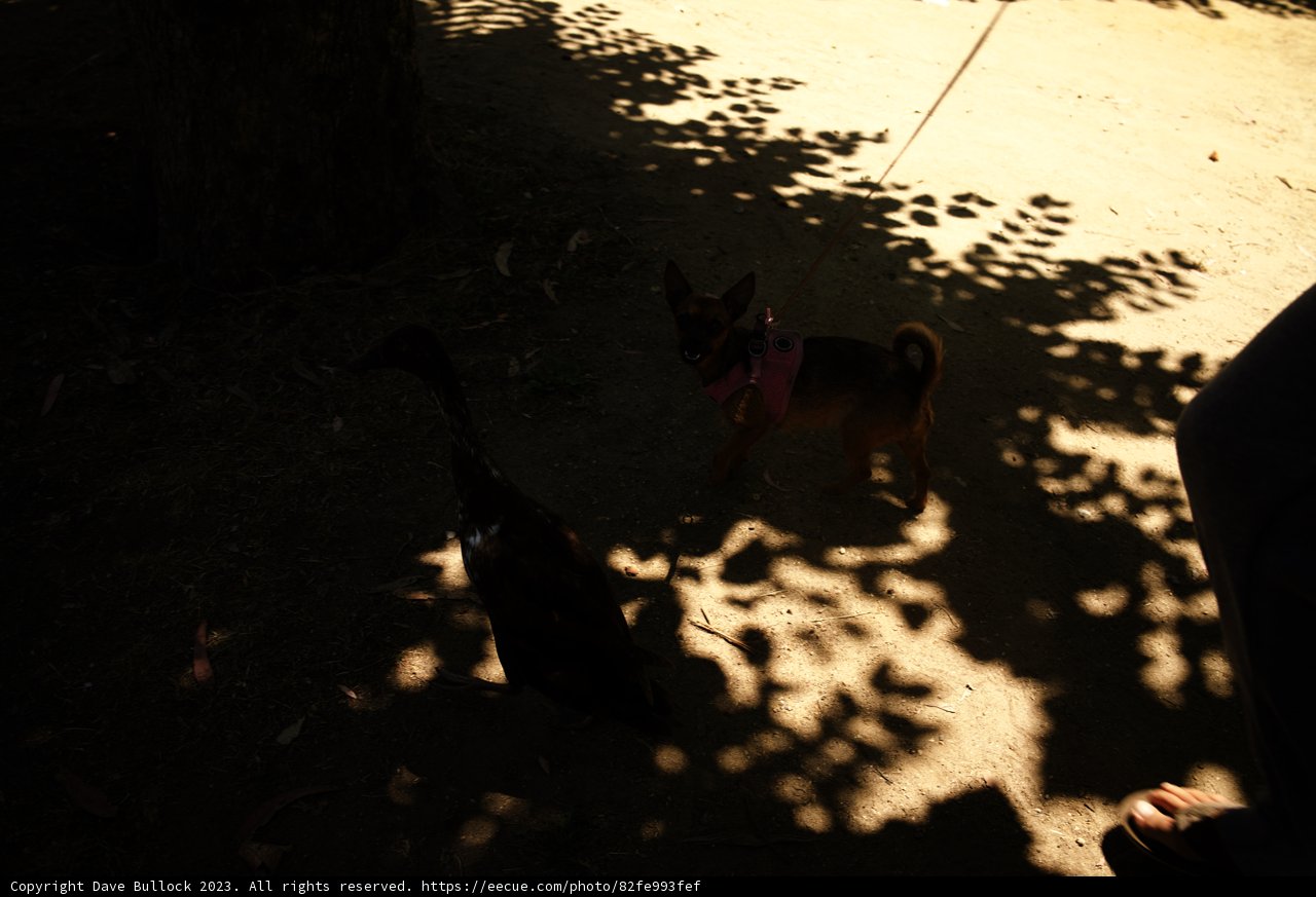 An Unlikely Duo: Dog and Duck Adventure