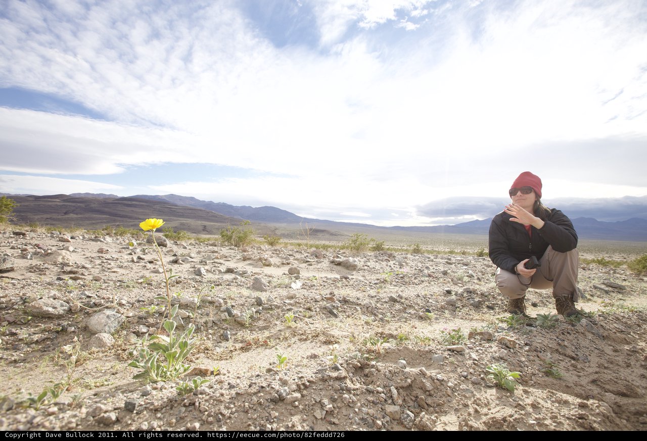 Lone Yellow Wildflower in Vast Desert Landscape