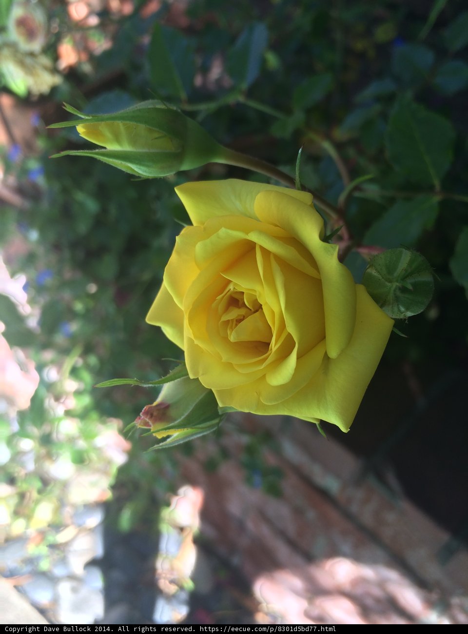 The Radiant Yellow Rose