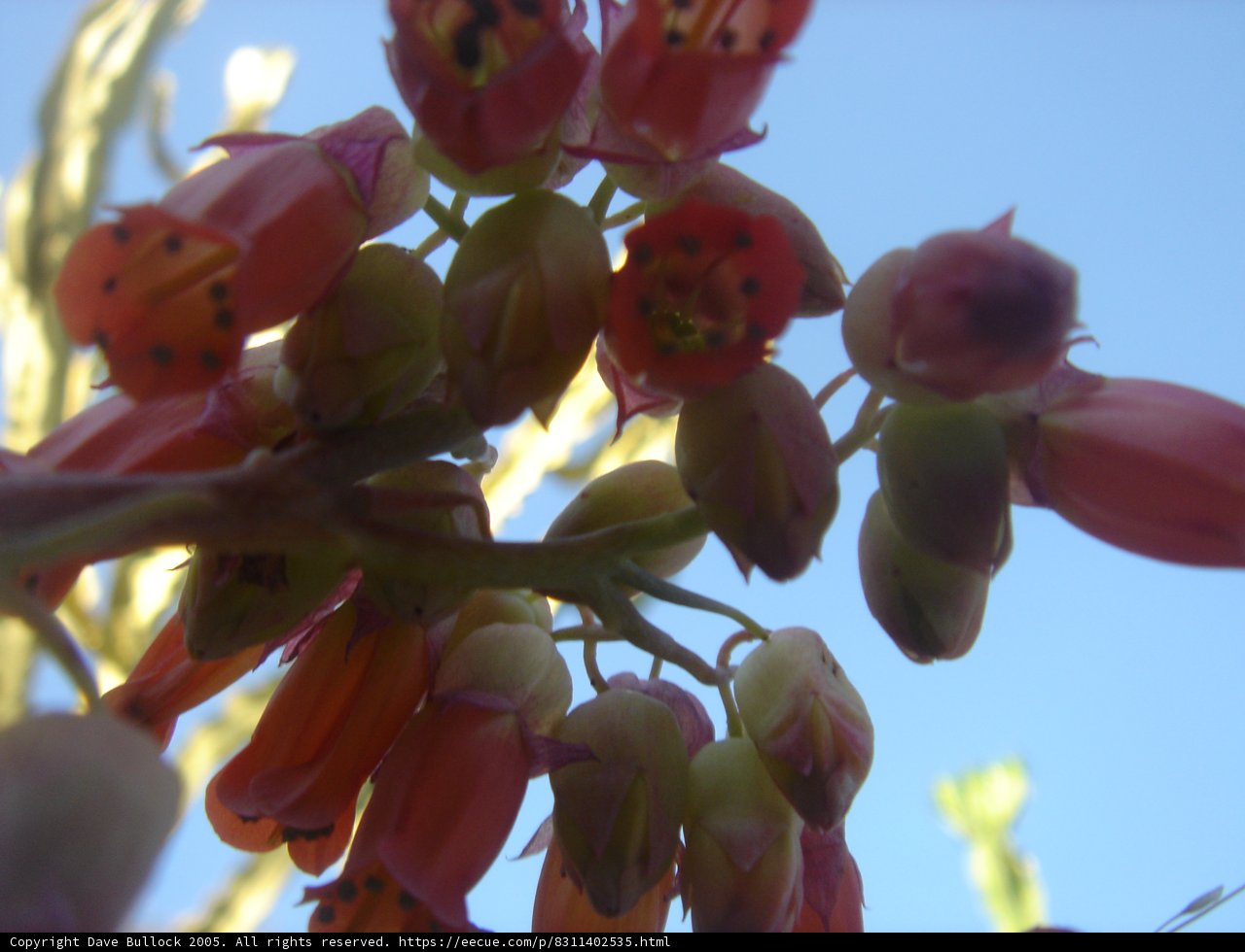 Blue Sky and Blooming Bud