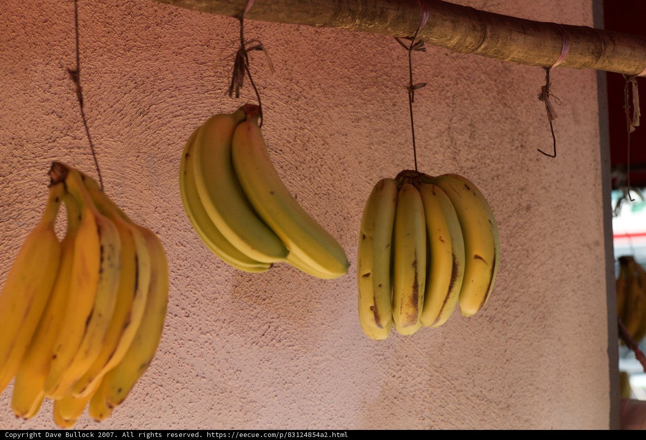 Abundant Banana Harvest
